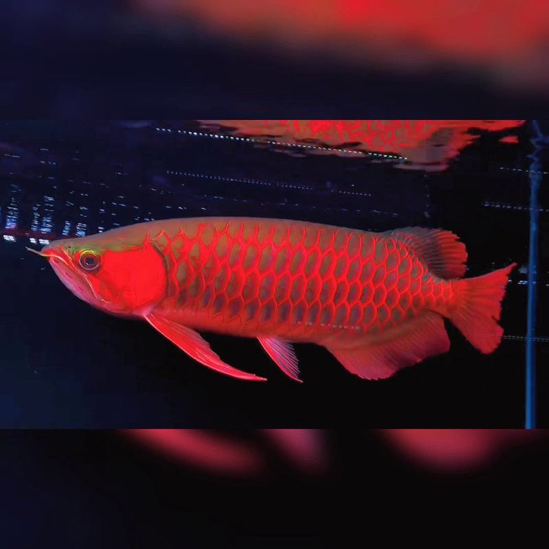 辣椒紅龍魚幼苗的養護難度大嗎？
