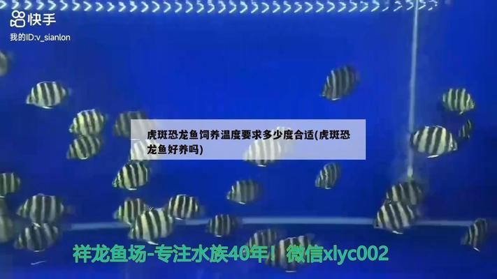 虎斑恐龍魚怎么養（虎斑恐龍魚養殖需要注意以下幾個方面） 虎斑恐龍魚怎么養（虎斑恐龍魚養殖需要注意以下幾個方面） 龍魚百科 第1張