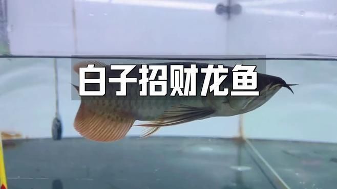 能詳細介紹一下白子招財龍魚嗎？