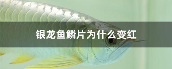 銀龍魚的鱗片有點發紅（銀龍魚鱗片發紅可能由多種因素引起，以下原因及其對應的解決方法）