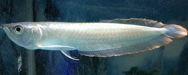銀龍魚(yú)的鱗片有點(diǎn)發(fā)紅（銀龍魚(yú)鱗片發(fā)紅可能由多種因素引起，以下原因及其對(duì)應(yīng)的解決方法）