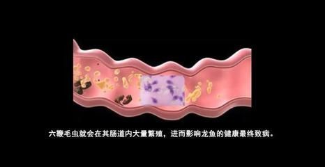大的龍魚怎么長途運輸：長途運輸大龍魚需要注意一些關鍵因素以確保魚的安全和健康