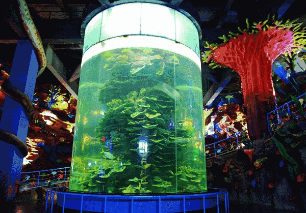 圓柱缸能養(yǎng)龍魚嗎：圓柱形的魚缸養(yǎng)龍魚需要注意什么，
