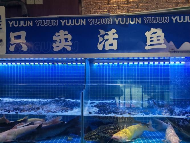 濰坊哪里有賣龍魚的地方呀圖片 龍魚百科 第1張 濰坊哪里有賣龍魚的地方呀圖片 濰坊哪里有賣龍魚的地方呀圖片 龍魚百科 第1張