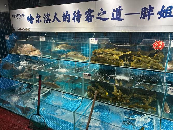 濰坊哪里有賣龍魚的地方呀圖片 龍魚百科 第17張 濰坊哪里有賣龍魚的地方呀圖片 濰坊哪里有賣龍魚的地方呀圖片 龍魚百科 第17張
