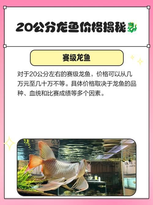 濰坊哪里有賣龍魚的地方呀圖片 龍魚百科 第14張 濰坊哪里有賣龍魚的地方呀圖片 濰坊哪里有賣龍魚的地方呀圖片 龍魚百科 第14張