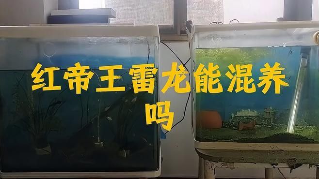 雷龍魚混養(yǎng)一眉道人