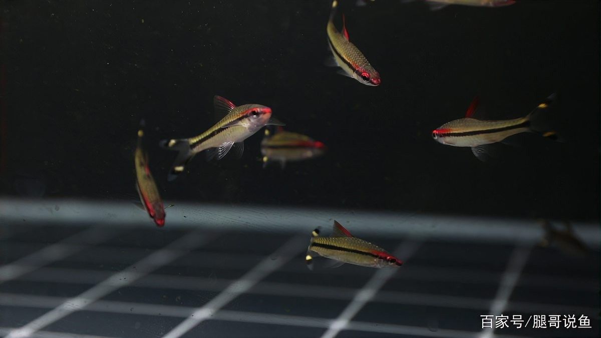 雷龍魚混養(yǎng)一眉道人