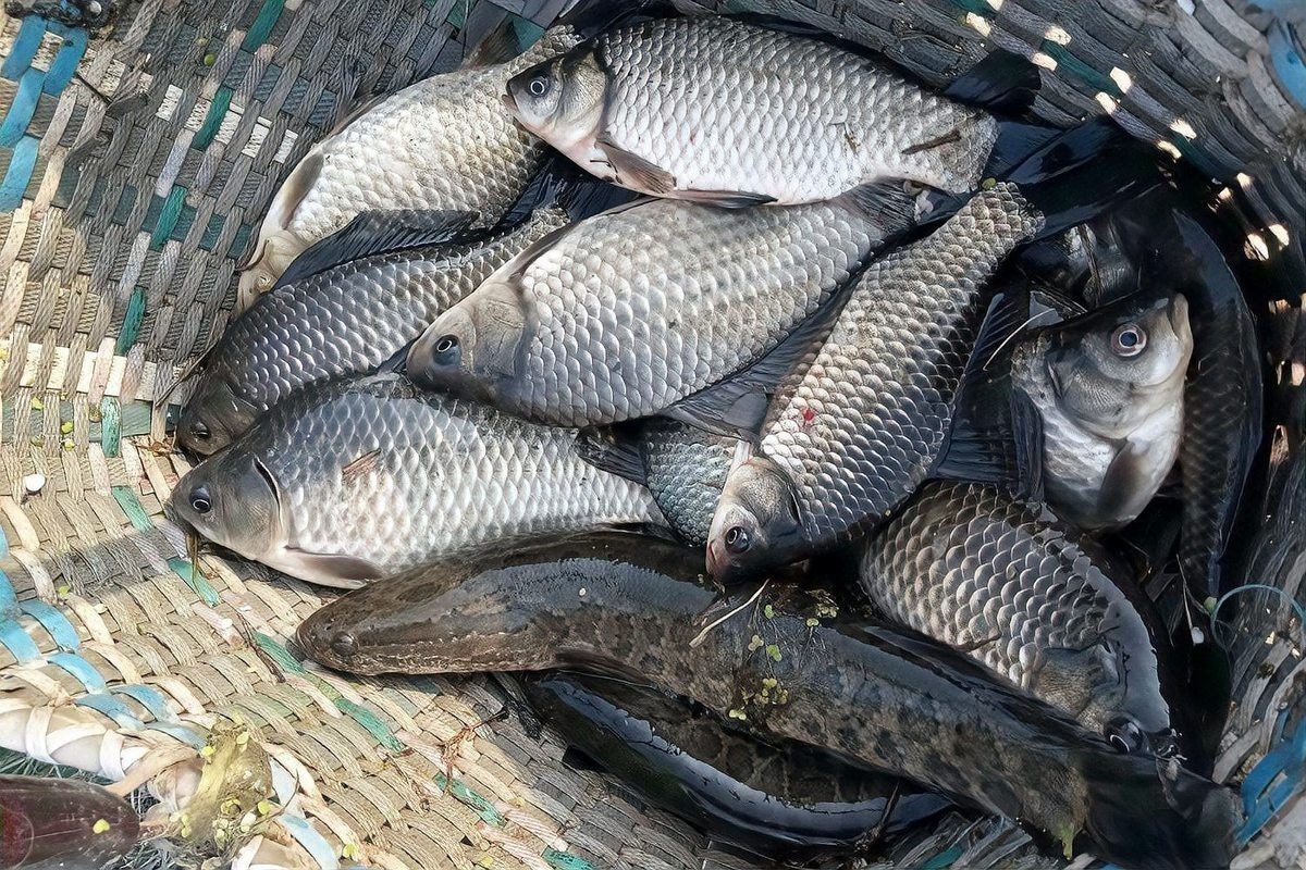 冬天金龍魚多少溫度好釣魚