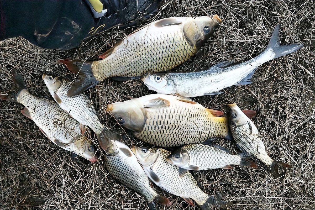 冬天金龍魚多少溫度好釣魚