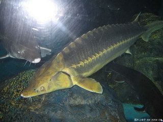龍魚(yú)須為什么往上翹呢怎么回事：龍魚(yú)須往上翹可能是由于多種原因引起的