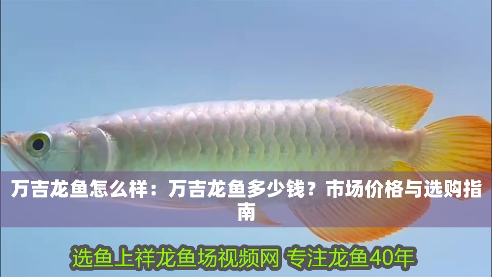 萬吉龍魚怎么樣：萬吉龍魚多少錢？市場價格與選購指南