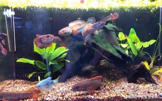龍魚和雷龍魚哪個(gè)好養(yǎng)活一點(diǎn)：龍魚和雷龍魚哪個(gè)更好養(yǎng)活 龍魚和雷龍魚哪個(gè)好養(yǎng)活一點(diǎn)：龍魚和雷龍魚哪個(gè)更好養(yǎng)活 龍魚百科 第3張