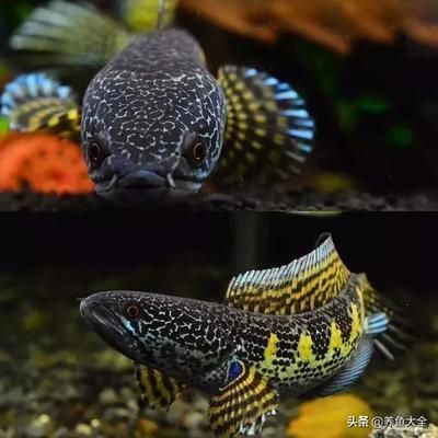 龍魚和雷龍魚哪個(gè)好養(yǎng)活一點(diǎn)：龍魚和雷龍魚哪個(gè)更好養(yǎng)活 龍魚和雷龍魚哪個(gè)好養(yǎng)活一點(diǎn)：龍魚和雷龍魚哪個(gè)更好養(yǎng)活 龍魚百科 第4張