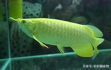龍魚對燈光顏色的要求是多少：龍魚對光照的偏好與色彩有密切關系，不同品種的光照需求 龍魚對燈光顏色的要求是多少：龍魚對光照的偏好與色彩有密切關系，不同品種的光照需求 龍魚百科 第5張
