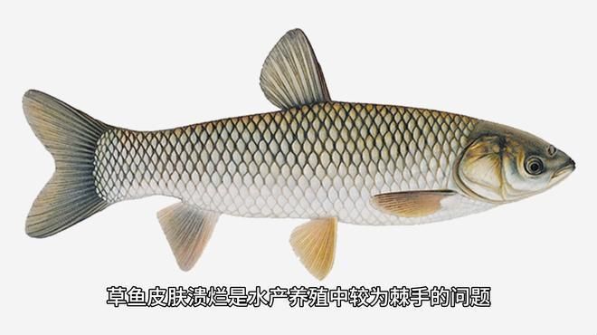 如何預防魚身上再次出現潰爛 如何預防魚身上再次出現潰爛 龍魚百科 第3張