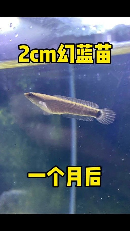 藍色系雷龍魚的價格是多少？