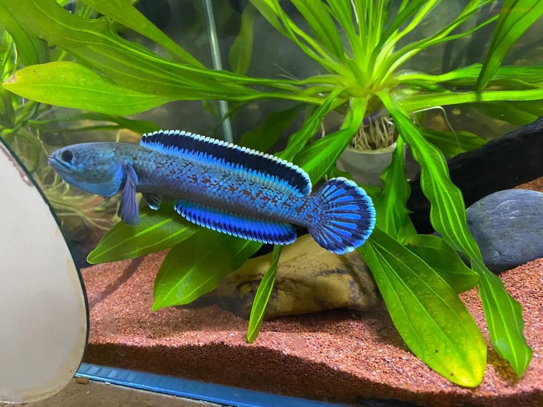 藍色系雷龍魚的價格是多少？