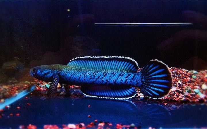 藍色系雷龍魚的價格是多少？