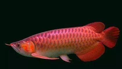金龍魚一個(gè)月能長(zhǎng)多少：金龍魚一個(gè)月的生長(zhǎng)速度是多少？