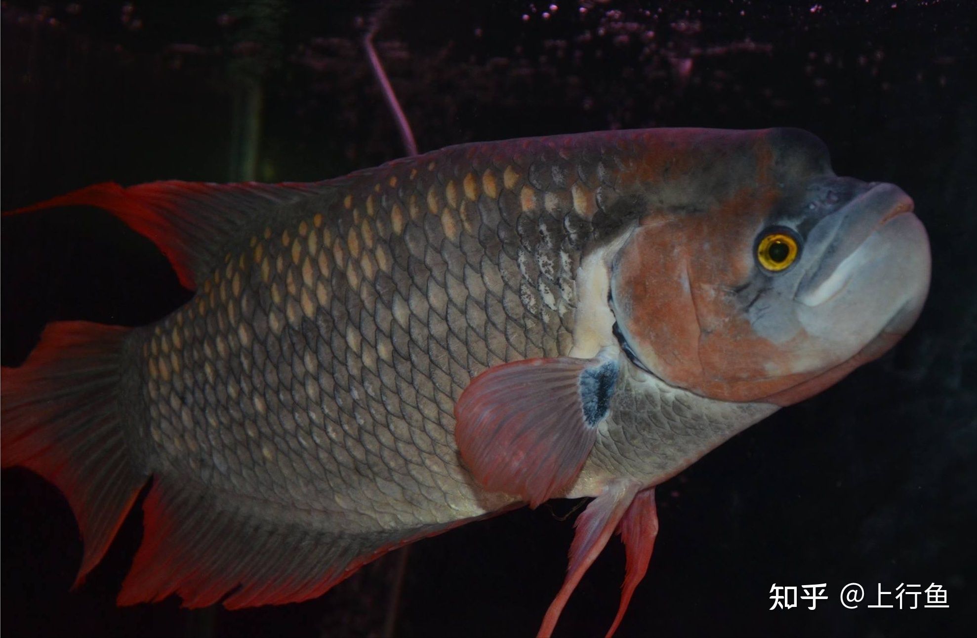 龍魚(yú)睡覺(jué)會(huì)趴著不動(dòng)嗎：龍魚(yú)在睡覺(jué)時(shí)會(huì)有趴著不動(dòng)的行為嗎？ 龍魚(yú)睡覺(jué)會(huì)趴著不動(dòng)嗎：龍魚(yú)在睡覺(jué)時(shí)會(huì)有趴著不動(dòng)的行為嗎？ 龍魚(yú)百科 第1張
