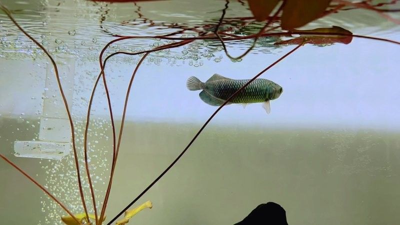 黑龍魚長什么樣子視頻播放