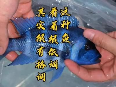 薩伊藍可以和龍魚混養嗎（探索龍魚與薩伊藍的混養可能性）