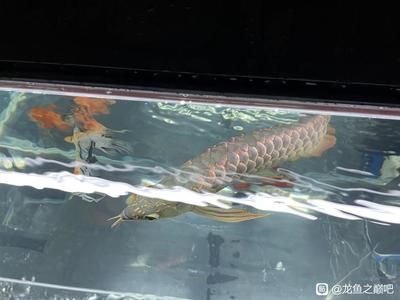 龍魚鱗片掉了多久能長出來：龍魚掉鱗如何預防,龍魚掉鱗恢復期護理