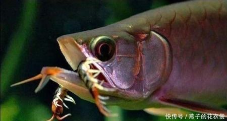 龍魚喂食蜈蚣會死嗎為什么：龍魚喂食蜈蚣會死嗎