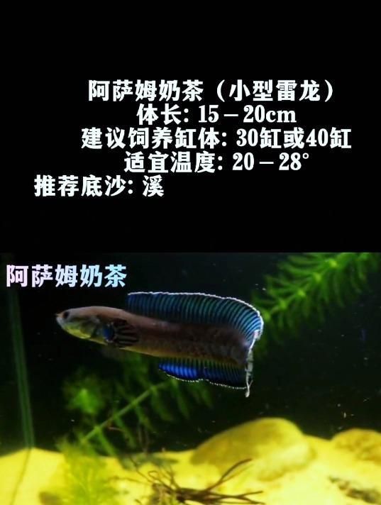 哪種雷龍魚最適合新手飼養(yǎng)？