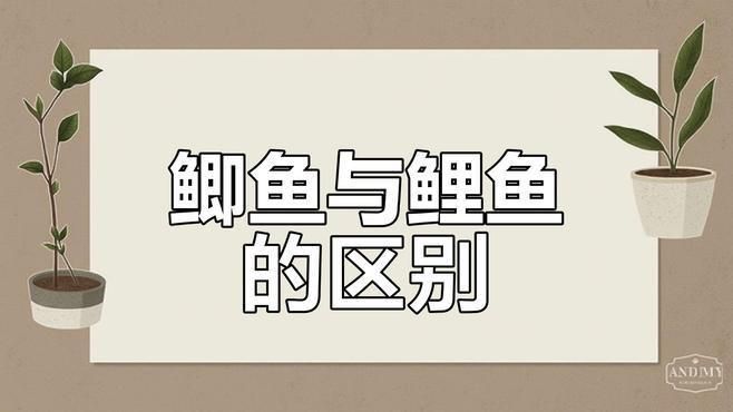 鯉魚鯽魚的區別