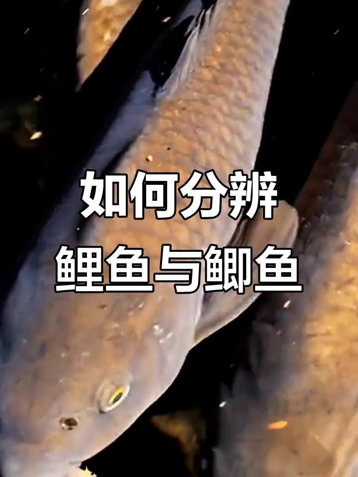 鯉魚鯽魚的區別