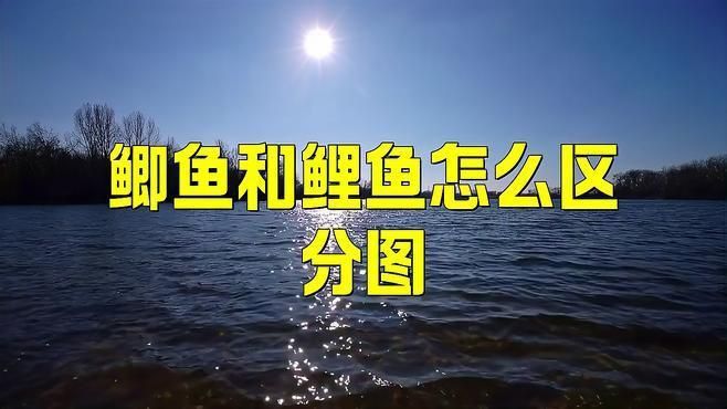 鯉魚鯽魚的區別