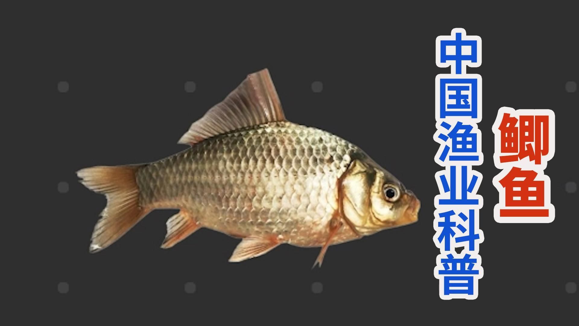 鯉魚鯽魚的區別