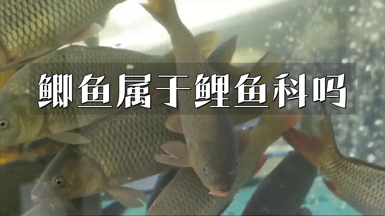 鯉魚鯽魚的區別