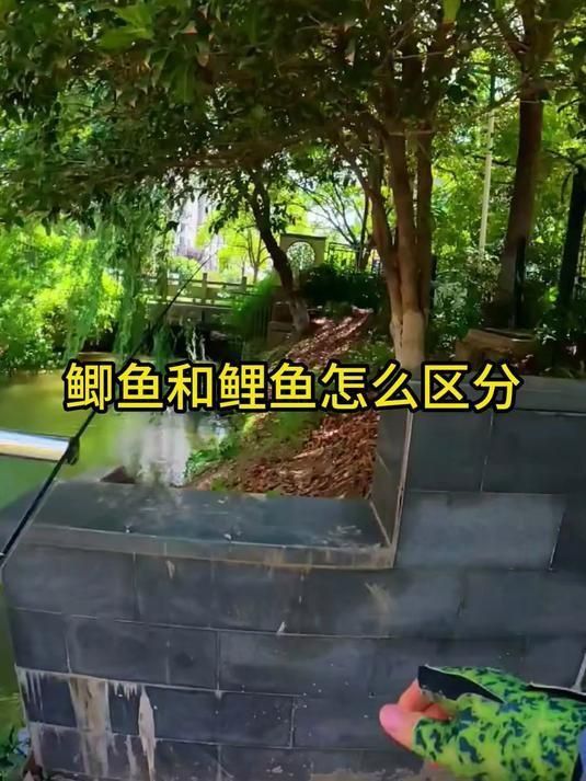鯉魚鯽魚的區別