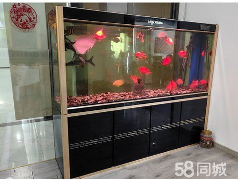 合肥龍魚上門