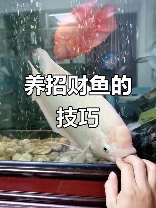 招財(cái)戰(zhàn)船魚能與龍魚混養(yǎng)嗎圖片視頻講解 招財(cái)戰(zhàn)船魚能與龍魚混養(yǎng)嗎圖片視頻講解 龍魚百科 第22張
