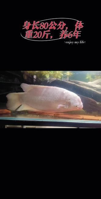 招財(cái)戰(zhàn)船魚能與龍魚混養(yǎng)嗎圖片視頻講解 招財(cái)戰(zhàn)船魚能與龍魚混養(yǎng)嗎圖片視頻講解 龍魚百科 第28張