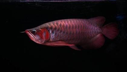 一條龍魚配幾條飛鳳（如何將龍魚與飛鳳魚混養）