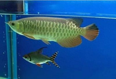 一條龍魚配幾條飛鳳（如何將龍魚與飛鳳魚混養）