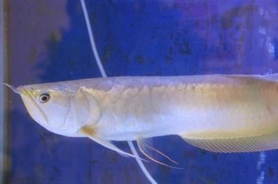 銀龍魚缺氧急救措施有哪些：銀龍魚在缺氧情況下需要緊急處理嗎