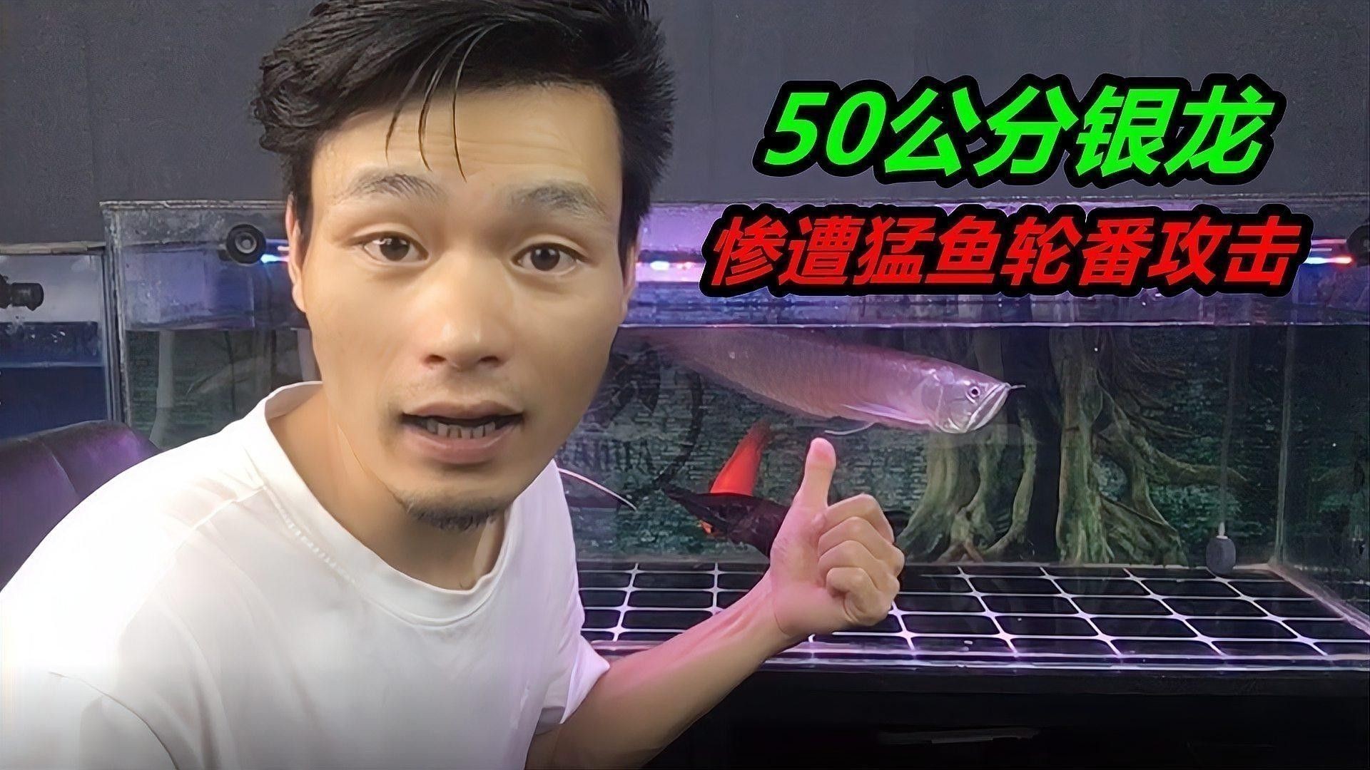 銀龍魚翻滾怎么回事