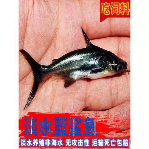藍(lán)鯊能和龍魚混養(yǎng)嗎圖片