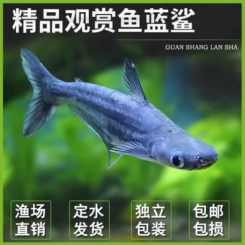 藍(lán)鯊能和龍魚(yú)混養(yǎng)嗎圖片