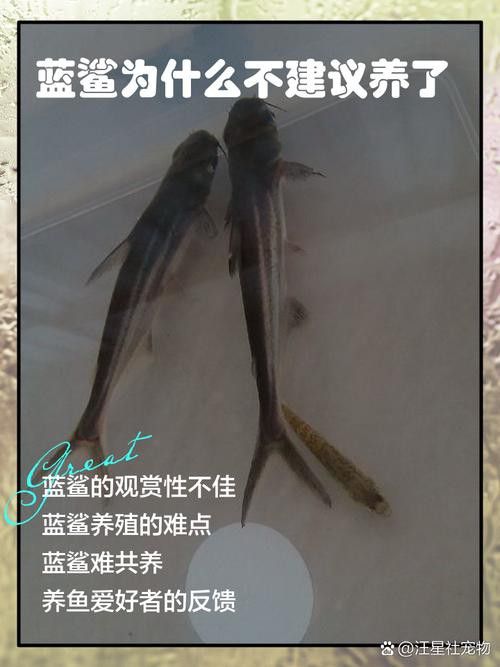 藍(lán)鯊能和龍魚(yú)混養(yǎng)嗎圖片