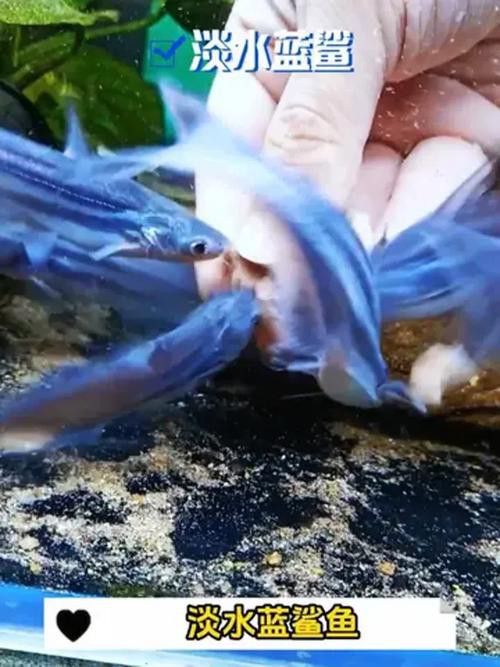 藍(lán)鯊能和龍魚(yú)混養(yǎng)嗎圖片
