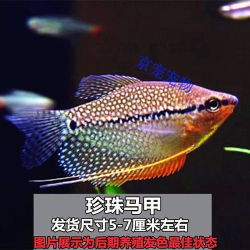 藍(lán)鯊能和龍魚(yú)混養(yǎng)嗎圖片