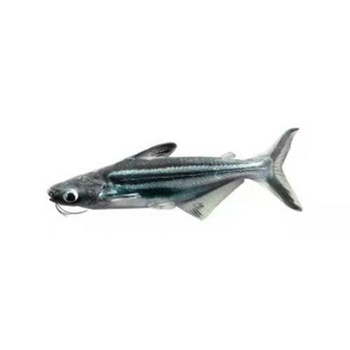 藍(lán)鯊能和龍魚(yú)混養(yǎng)嗎圖片