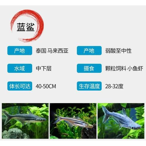 藍(lán)鯊能和龍魚(yú)混養(yǎng)嗎圖片